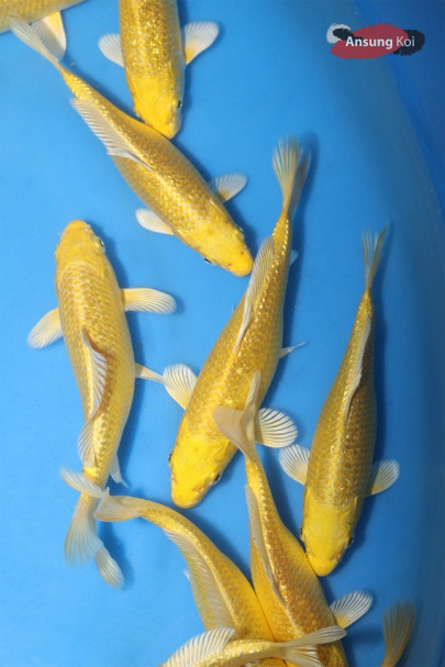 A급 은린 황금 15cm 전후
