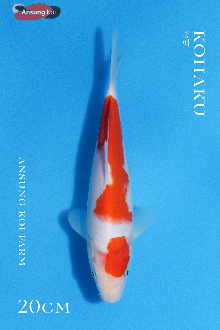 홍백 20cm
