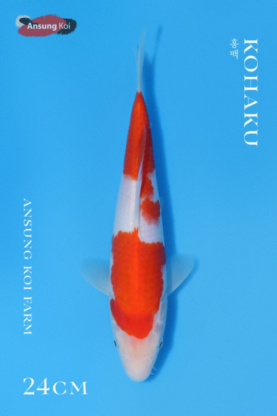 홍백 24cm