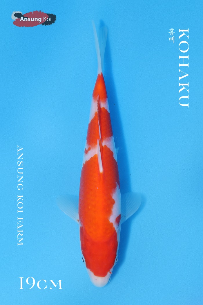 홍백 19cm