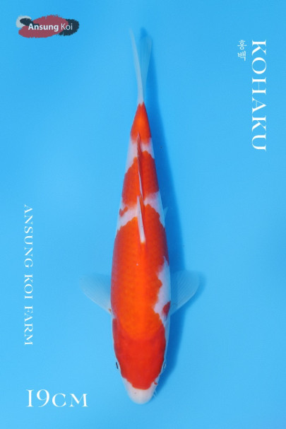 홍백 19cm