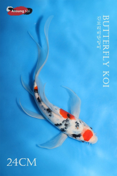 대정삼색 버터플라이코이 24cm