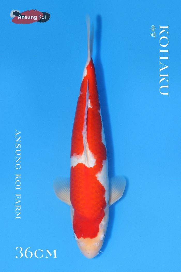 홍백 36cm (브리딩용 수컷)