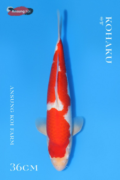 홍백 36cm (브리딩용 수컷)