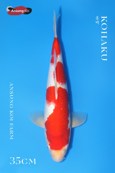 홍백 35cm ( 브리딩용 수컷 )