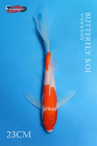 홍백 버터플라이코이 23cm