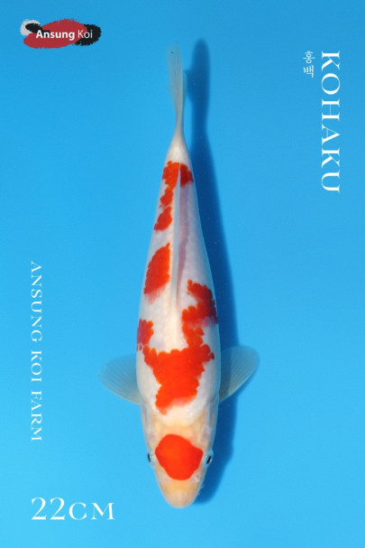 홍백 22cm