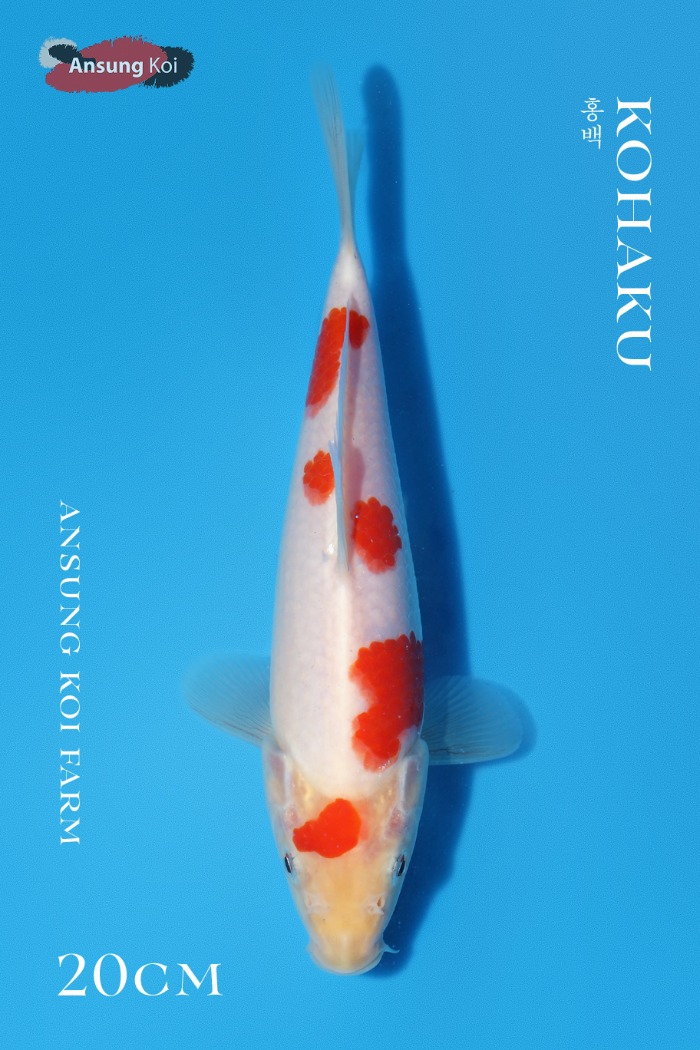 홍백 20cm