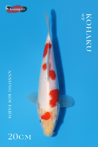 홍백 20cm