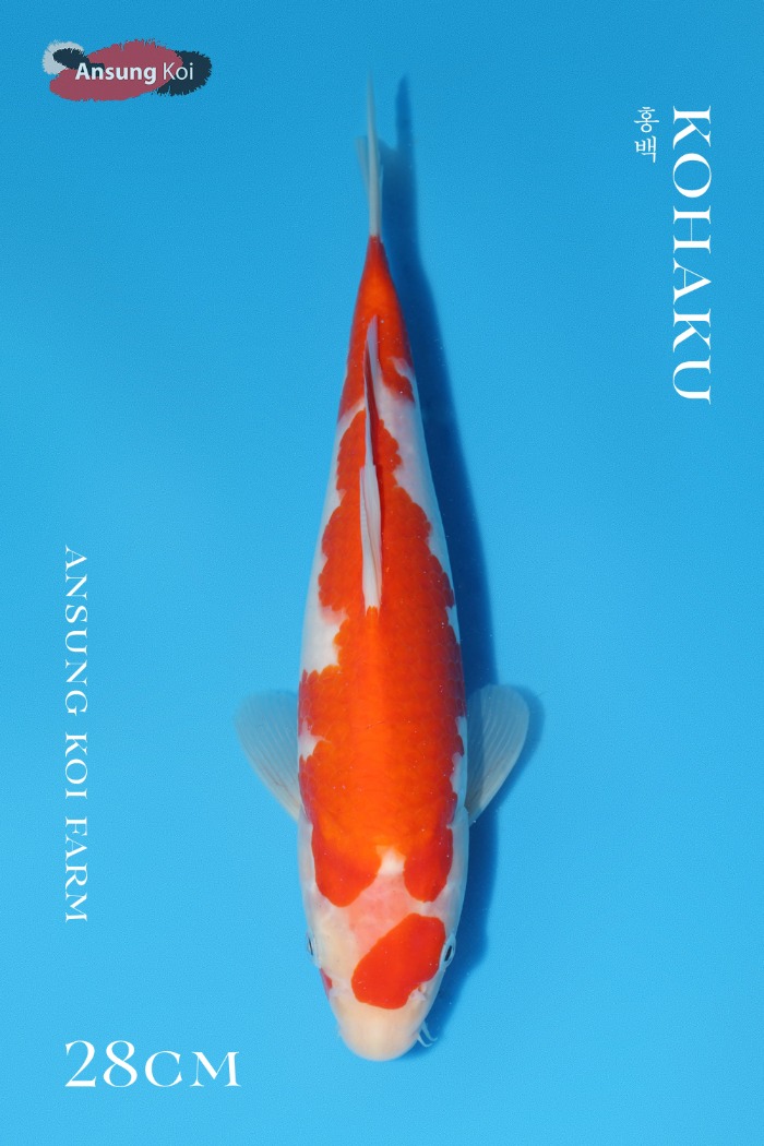홍백 28cm