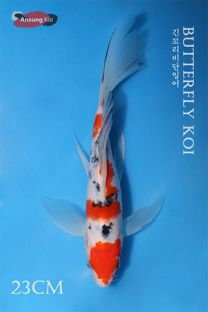 대정삼색 버터플라이코이 23cm