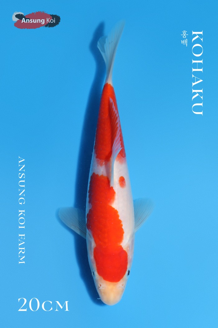 홍백 20cm