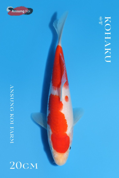 홍백 20cm