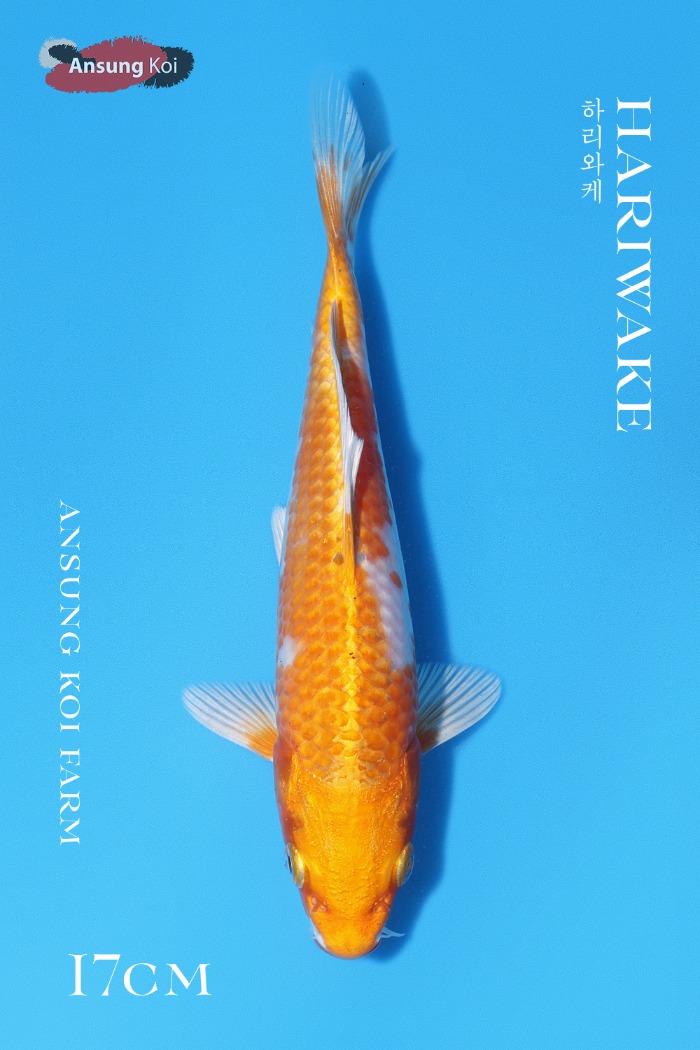 하리와케 17cm