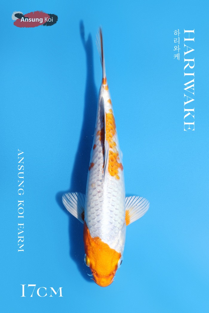 하리와케 17cm