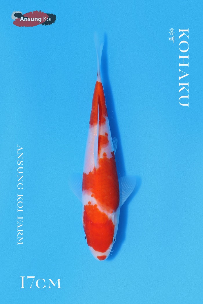 홍백 17cm