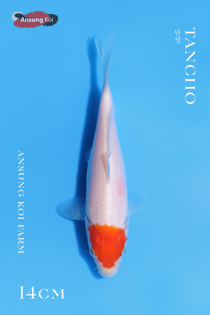단정 14cm