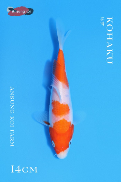홍백 14cm
