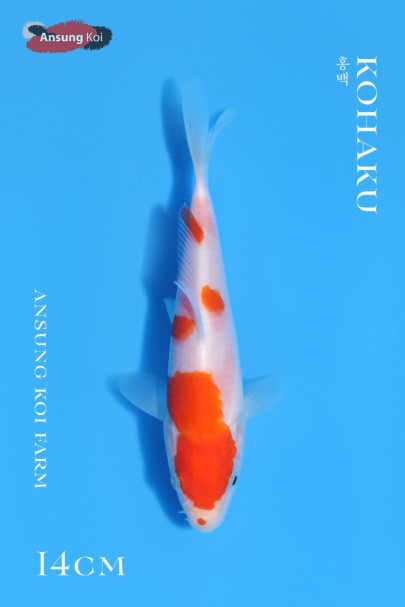 홍백 15cm