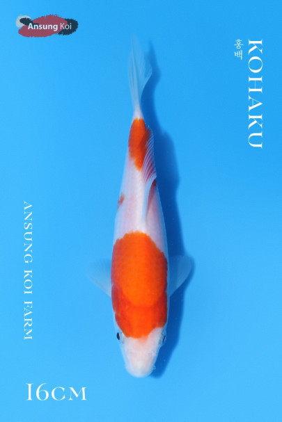 홍백 16cm