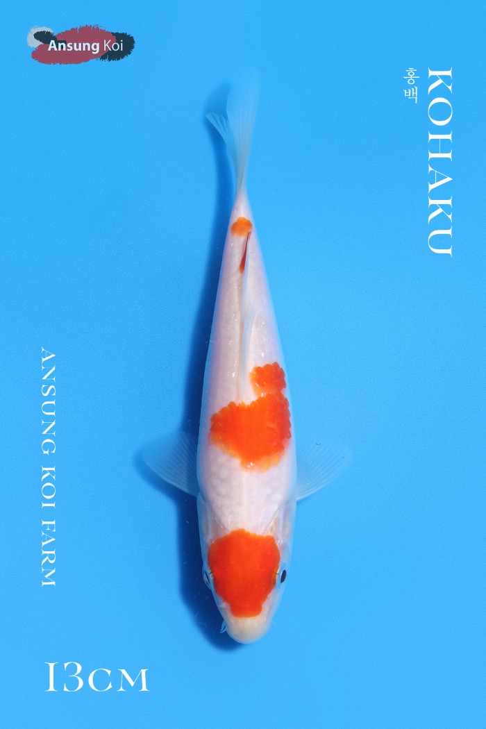 홍백 13cm