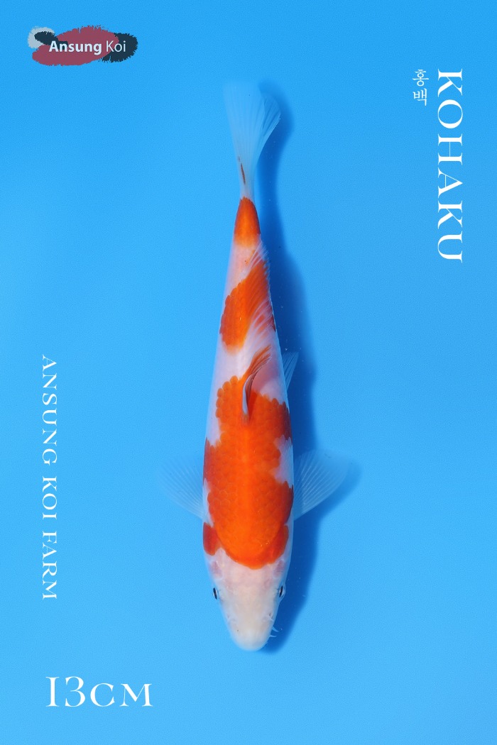 홍백 13cm
