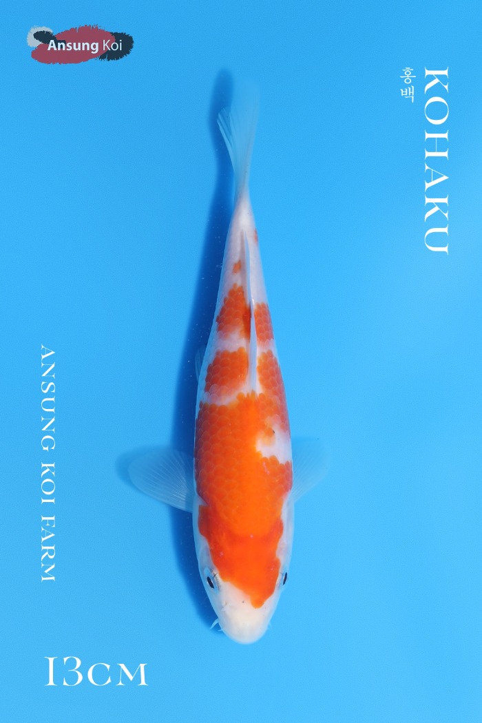 홍백 13cm