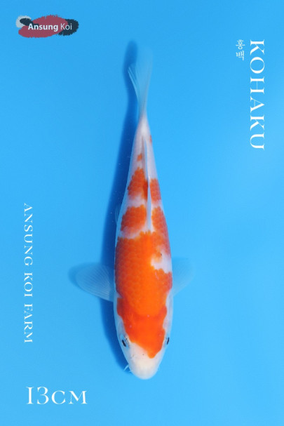 홍백 13cm
