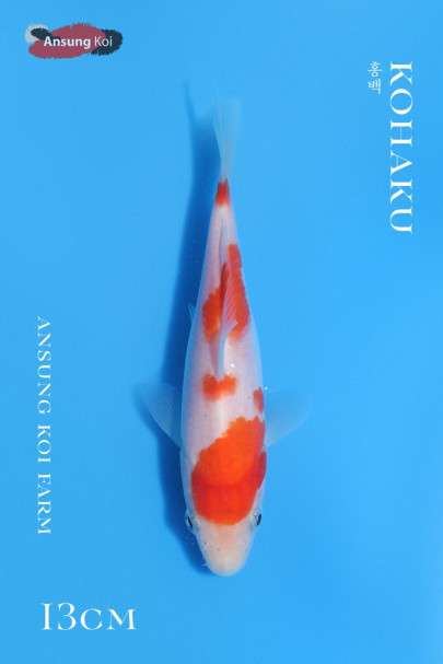 홍백 13cm