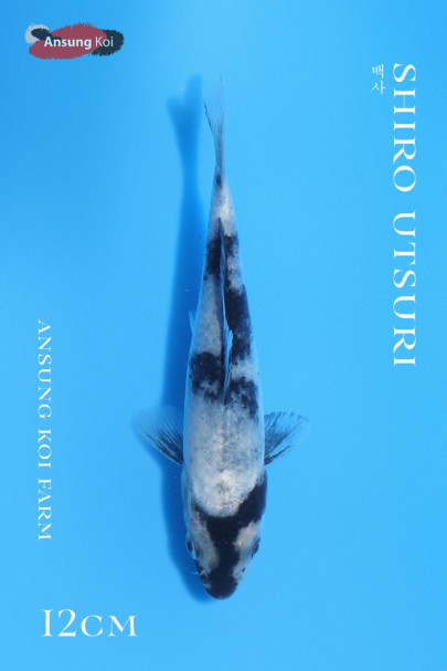백사 12cm