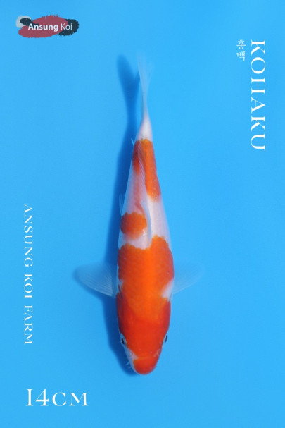 홍백 14cm