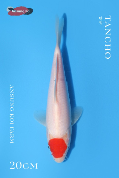 단정 20cm