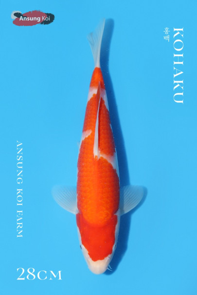 홍백 28cm