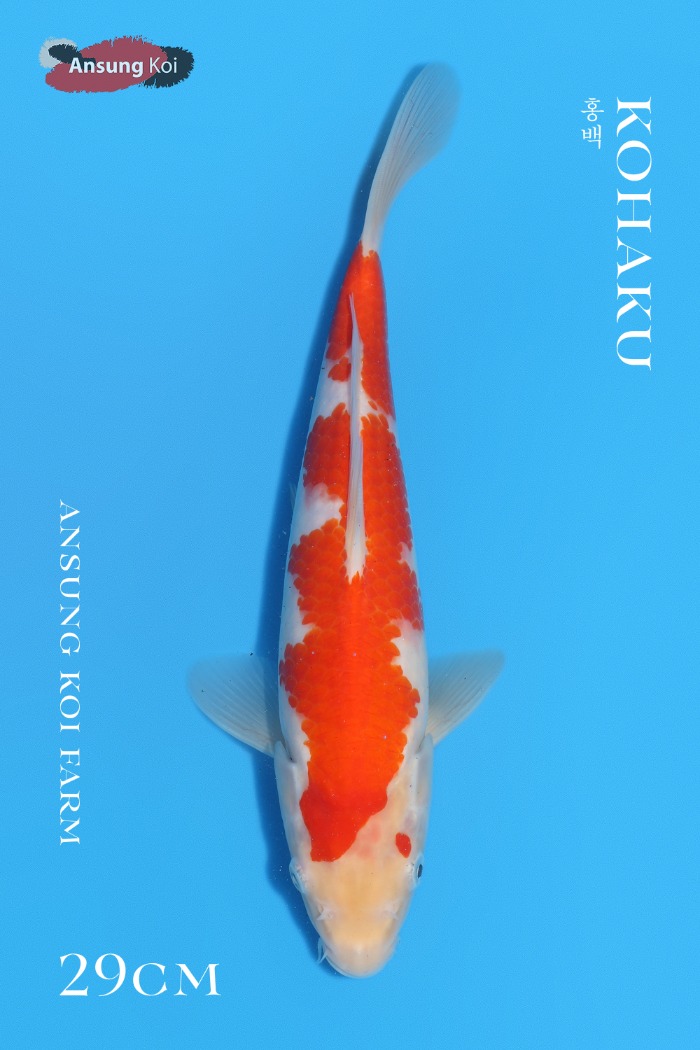 홍백 29cm