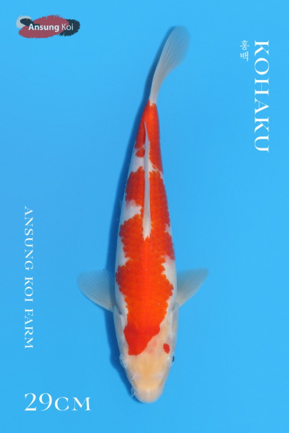 홍백 29cm