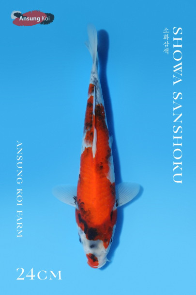 소화삼색 24cm