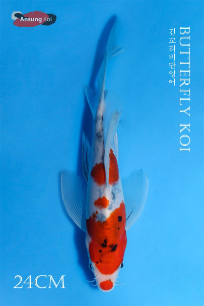 대정삼색 버터플라이코이 24cm