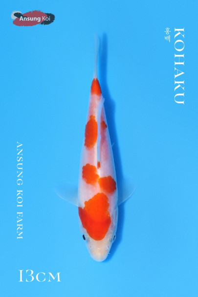 홍백 13cm