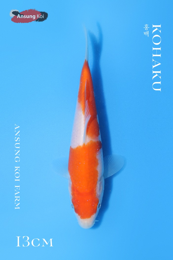 홍백 13cm