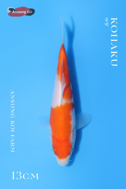 홍백 13cm