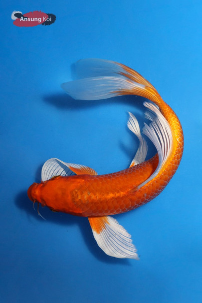 오렌지황금버터플라이코이 24cm