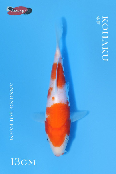 홍백 13cm