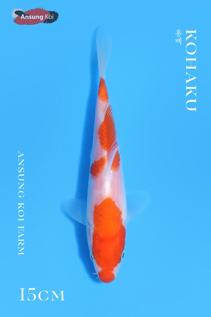 홍백 15cm