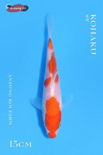 홍백 15cm