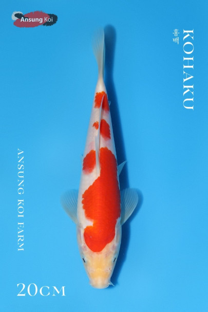 홍백 20cm