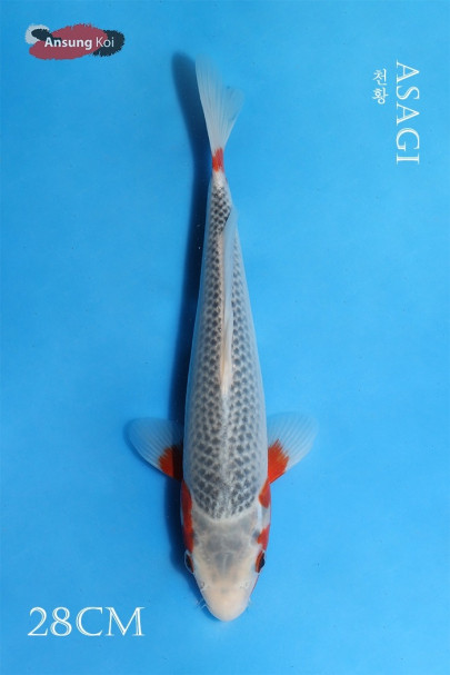 천황 28cm