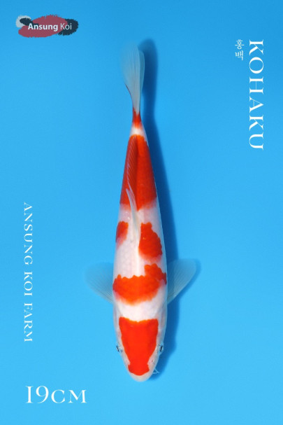 홍백 19cm