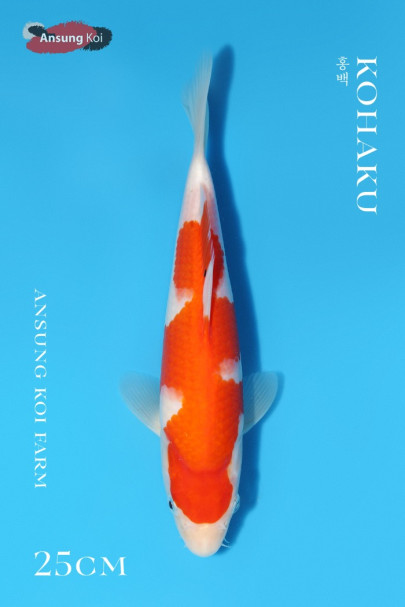 홍백 25cm