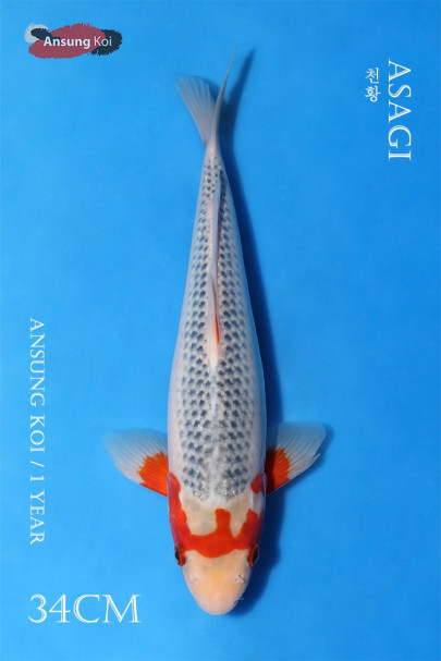 천황 34cm