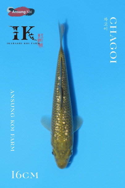 은린 차고이 16cm